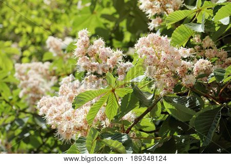 Lush flowering of chestnuts on a sunny day / blooming season