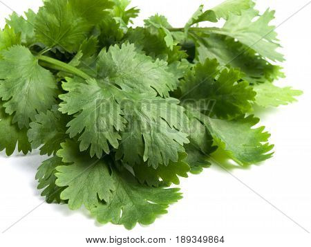 Cilantro Herb Leaf Coriander a Fresh Vegetable Seasoning Spice Isolated on White Background
