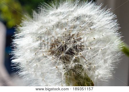 Dandelion field. The tip field of a dandelion covered with dew drops. Macro photo of a dandelion close up. Photo of a dandelion on the background of nature.