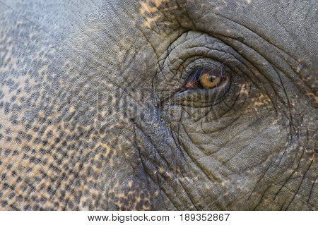 Asian elephant eyes are looking in Thailand close up