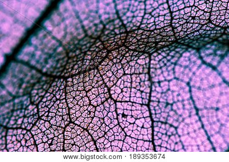 Texture of the leaf, close-up / macro photography