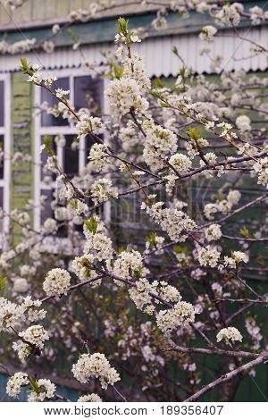 Spring still life with blooming plum tree and old house in the garden. Spring time rural background with flowers