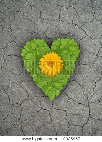 Green plant heart with flower on cracked soil