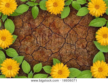 Blomster i droughty jorden