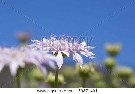 Flora Of Gran Canaria -  Pterocephalus Dumetorum