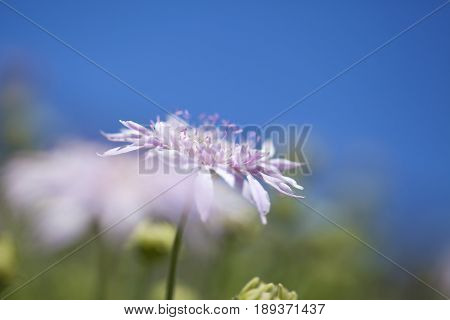 Flora Of Gran Canaria -  Pterocephalus Dumetorum