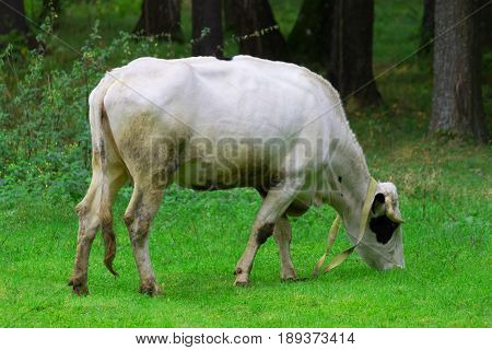 Cow Grazing On A Meadow