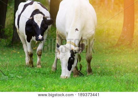 Herd Of Cows