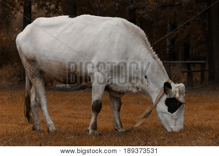 Cow Grazing On A Meadow