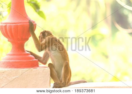 A Macaque Sits At Sunset