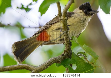 Image of bird on a branch on nature background. Animal. (Perched Red-vented Bulbul Pycnonotus cafer)