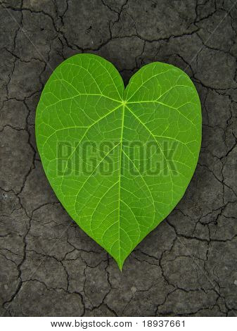 heart shaped leaf on cracked soil