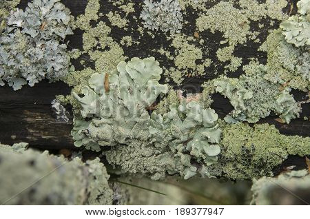 Lichens and moss cover a wooden fence in a yard in Wickford Rhode Isladn