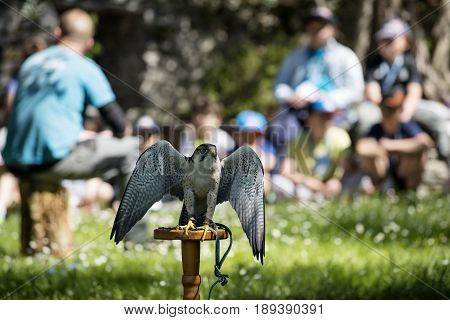 Varenna Italy - May 9 2017: Lake Como Young Students at Lesson on Falcons in Castle of Vezio