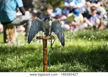 Varenna Italy - May 9 2017: Lake Como Young Students at Lesson on Falcons in Castle of Vezio