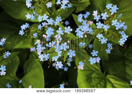 Forget-me-nots
