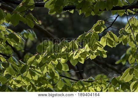 Natural background of  Elm or Ulmus green springtime branch in the Plana mountain, Bulgaria