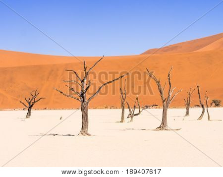 Dead Camelthorn (Acacia erioloba) Trees in Dead Vlei Namib-Naukluft National Park Namibia