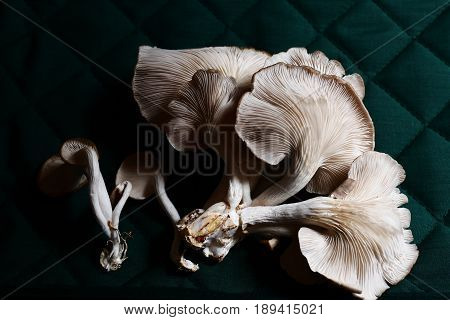 Fresh oyster mushroom in basket .Healthy oyster mushroom.