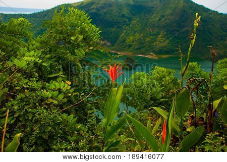 Taal Volcano And Flowers In Tagaytay, Philippines