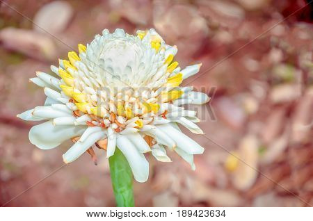 Etlingera elatior (also known as torch ginger ginger flower white ginger lily torch lily wild ginger
