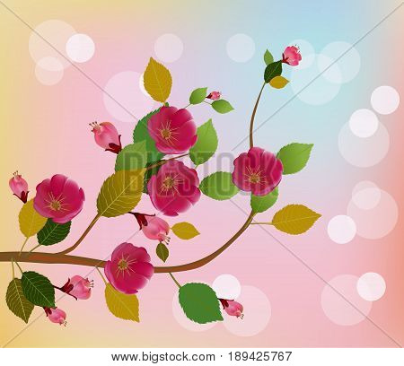 Nature background with blossom branch of pink sakura flowers. Vector template isolated
