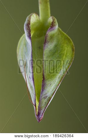 Macro Close Up Of  Garden Background
