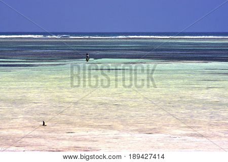 People And Seaweed  Zanzibar Africa