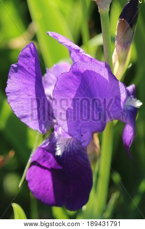 Iris photographed in backlight in a green meadow