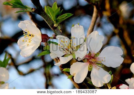 A blooming branch of almond tree in spring. A bunch of white flowers in the background of an azure sky and green leaves