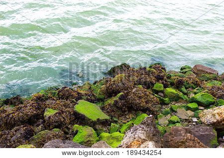 Picture of rocks covered on seaweed at Point Izabel