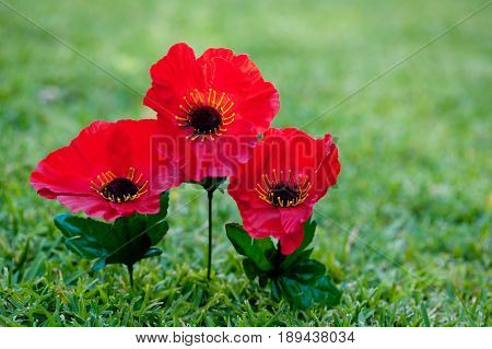 Lest We Forget - Anzac - Rememberance - poppies on grass background