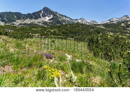 Amazing view with Sivrya peak and Spring flowers in Pirin Mountain, Bulgaria