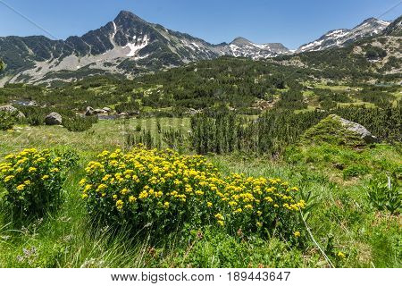 Amazing view with Sivrya peak and Spring flowers in Pirin Mountain, Bulgaria