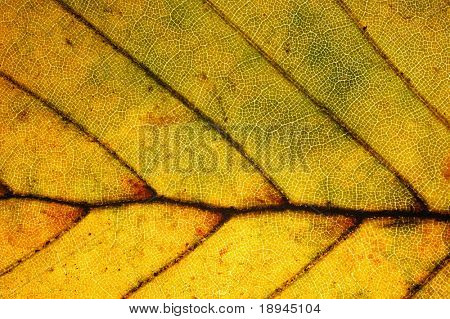Detail červených bukového listí, Fagus