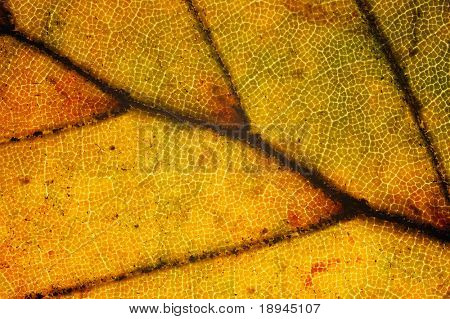 Detail červených bukového listí, Fagus