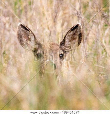 Young Deer Calf peeking though the bushes in Yosemite Valley. Yosemite National Park, CA. USA.