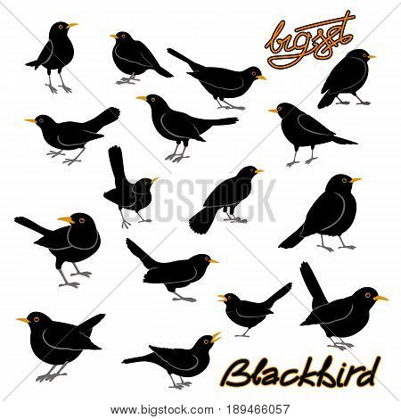 blackbird vector illustration style Flat big set