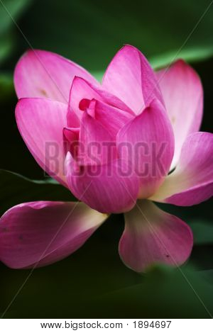 Lotus