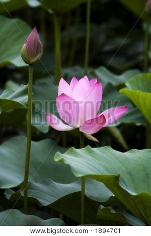 Lotus