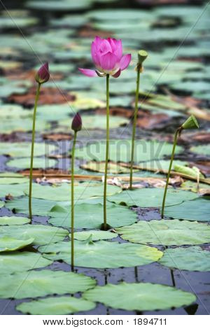 Lotus