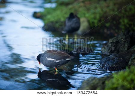 A black bird with a red beak walks in the park by the pond