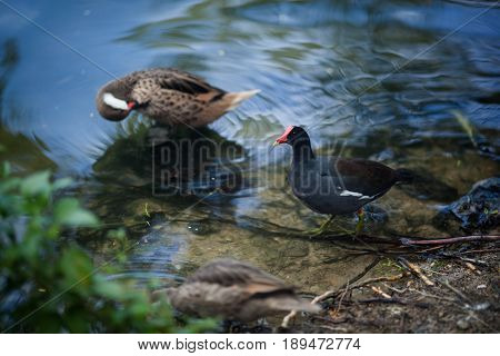 A black bird with a red beak walks in the park by the pond