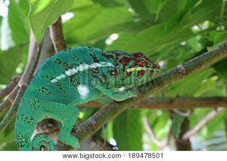 chameleon lizard reptile green colored nature green red big eyes
