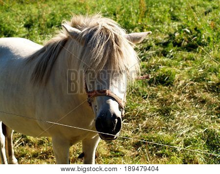 Shetland pony Small horse white paddock grass pasture nature riding pet