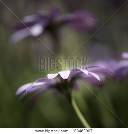 Stunning Artistic Image Of African Daisy With Selective Focus Macro