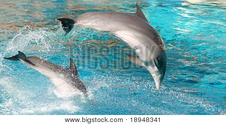 Mostrar dos delfines