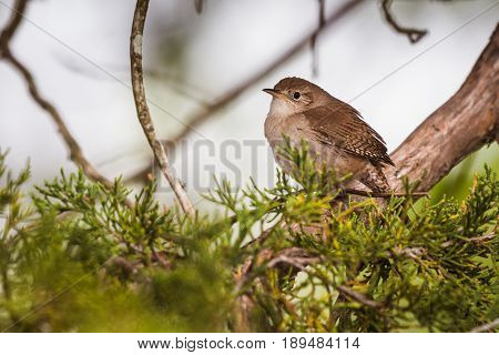 House wren (Troglodytes aedon) perched on a cedar limb with cedar branches in the foreground