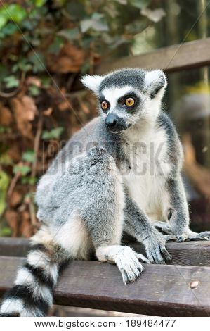 Young Lemur catta in Prague zoo. Ring tailed lemur sitting on bench. Summertime outdoors.