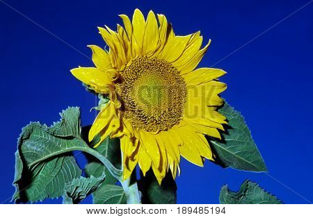 Sunflower in a field in nature against blue sky, in close-up.